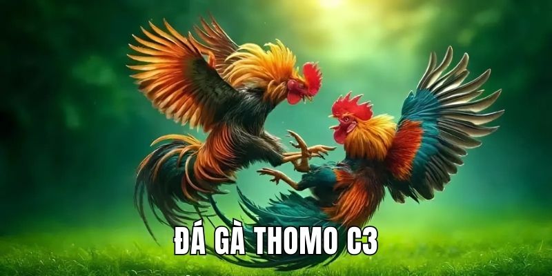 Đá Gà Thomo C3