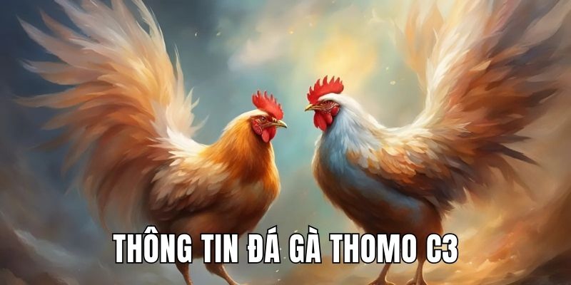 Thông tin sơ lược về hình thức đá gà trực tiếp Thomo C3