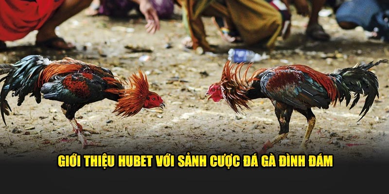 Giới thiệu Hubet với sảnh cược đá gà đình đám